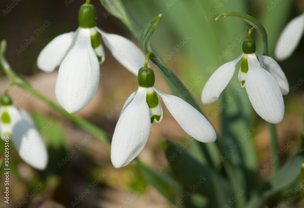 Snowdrops first spring flowers white colour on ground, St. St. Constantine and Helena, Bulgaria. Snowdrops first spring flowers white colour on ground, St. St. Constantine and Helena, Bulgaria.