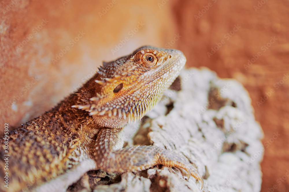 close up color picture of a female bearded dragon in its terrarium close up color picture of a female bearded dragon in its terrarium