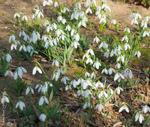 Many snowdrops - first spring flowers white colour - on ground  St. St. Constantine and Helena  Bulgaria.