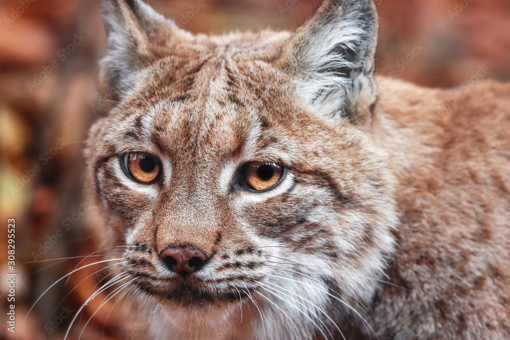 looking lynx looking lynx