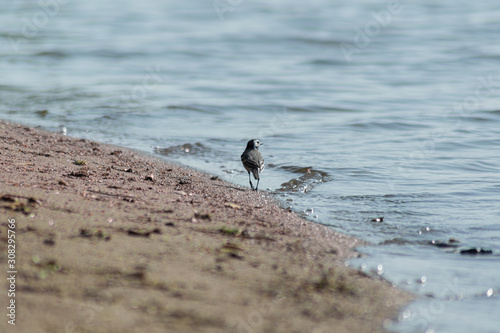 A little bird wandering around the beach