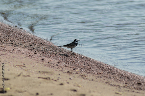 A little bird walking down the beach