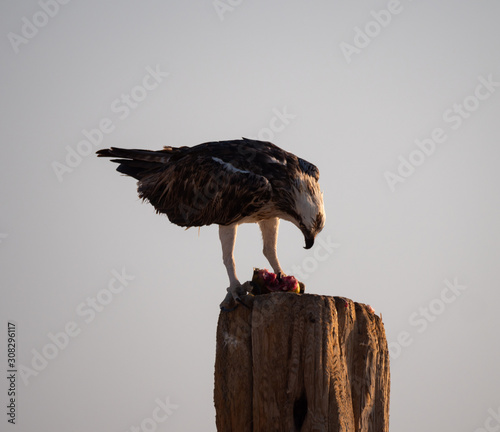 Osprey perched eating fish on Hawar Islands in the Arabian Gulf between Bahrain and Qatar photo