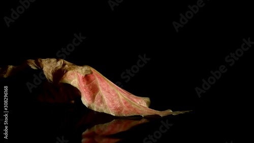 Leaf on a black background.