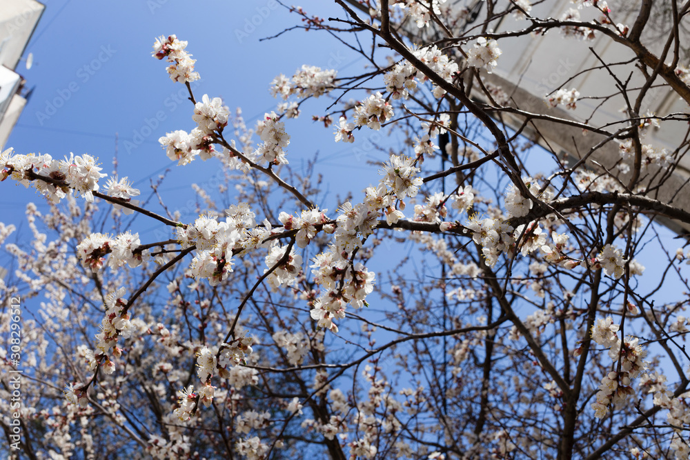 Bunches of white cherry blossoms. Bunches of white cherry blossoms.