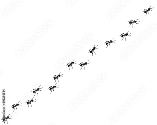 Worker ants marching in a line. ants road, Vector illustration