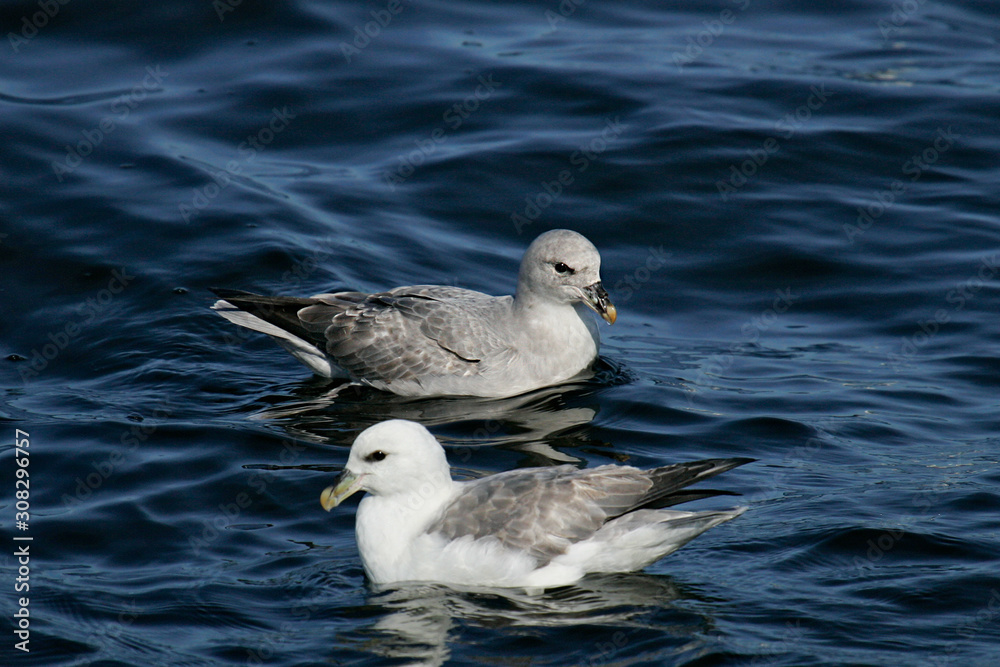 Eissturmvogel (Fulmarus glacialis) dunkle und helle Farbmorphe schwimmen nebeneinander, Nordsee, offshore, Deutschland Eissturmvogel (Fulmarus glacialis) dunkle und helle Farbmorphe schwimmen nebeneinander, Nordsee, offshore, Deutschland