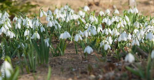 Many snowdrops first spring flowers white colour on ground, St. St. Constantine and Helena, Bulgaria.