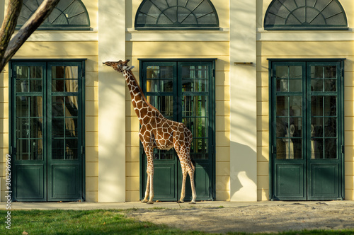 Photography Giraffe (Giraffa camelopardalis)