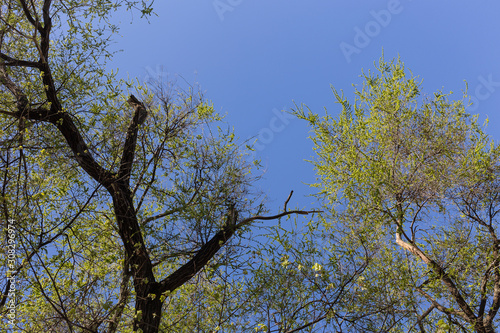 New leaves and the blue sky.