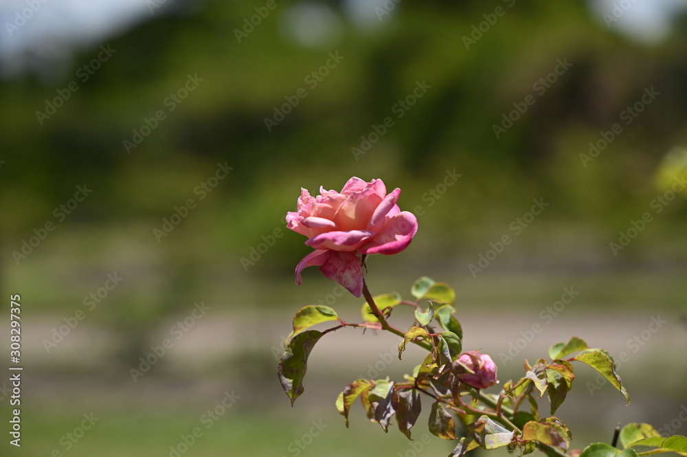 Rose pink flowers