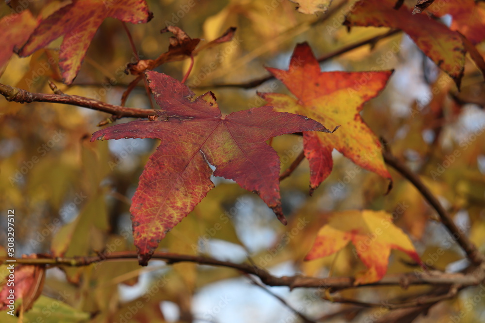 leaf leaf