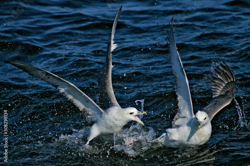 Eissturmvogel (Fulmarus glacialis) zwei Altvögel kämpfen um Nahrung, Nordsee, offshore, Deutschland photo