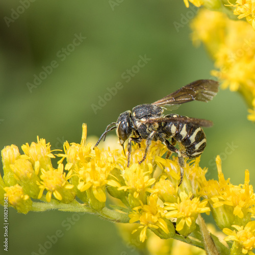 Dianthidium simile, Resin bee visiting Solidago (goldenrod) © Heather Holm