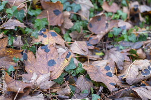 Leaf at fall in a forest, on the ground