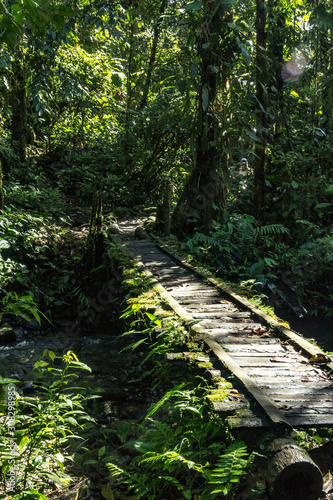 Fototapeta Naklejka Na Ścianę i Meble -  natural wildlife tropical forest ecuador jungle