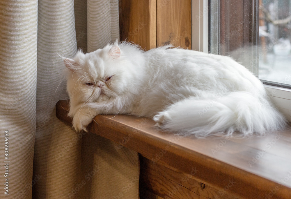 White Persian cat with long hair. Exotic