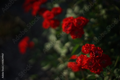 Red small roses grow in the dark summer garden.