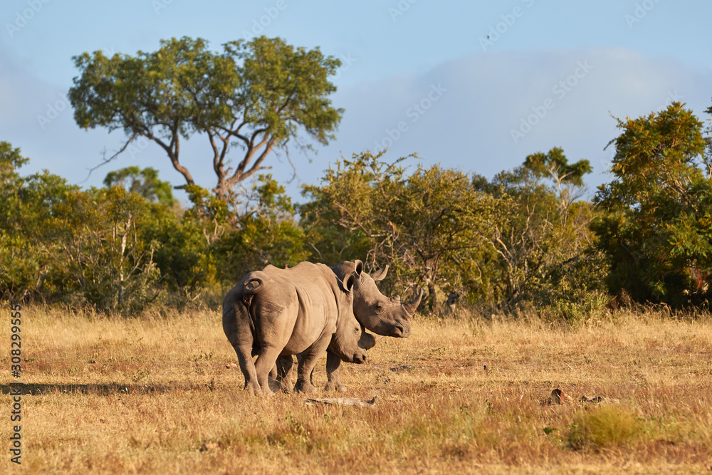 Two white rhinoceros in South Africa Two white rhinoceros in South Africa