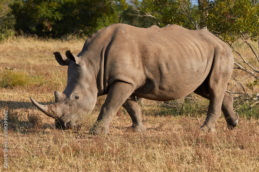 Side view of a White rhinoceros Side view of a White rhinoceros