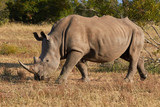 Side view of a White rhinoceros 