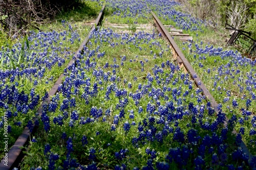 Abandoned railroad track with bluebonnets photo