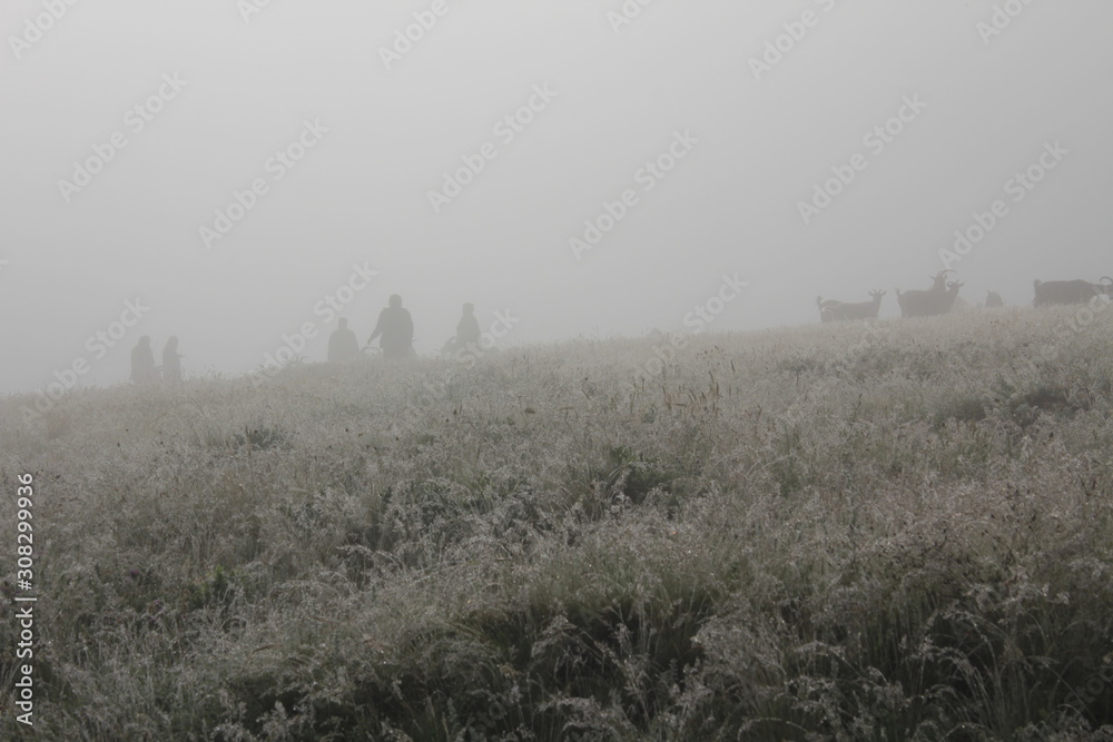 A shepherd in the morning in the fog at a pasture.