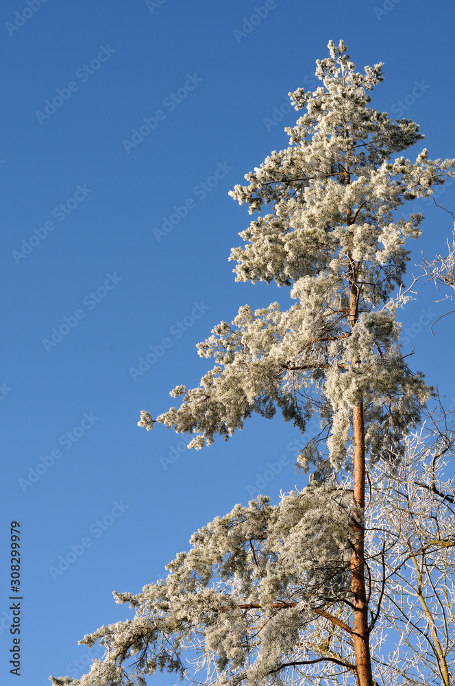pine tree on sunny winter morning with rime ice pine tree on sunny winter morning with rime ice