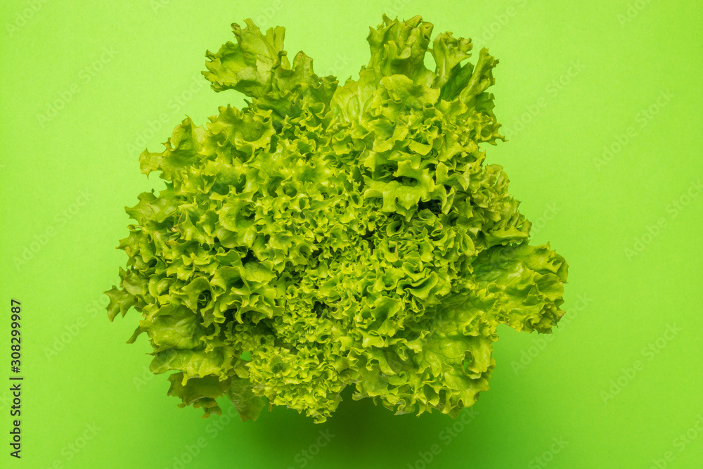 Obraz premium Bunch of green fresh salad on green background