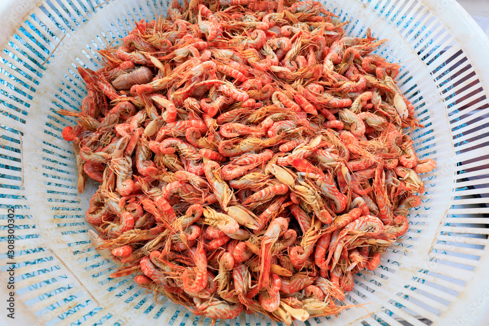 Dog shrimp, special aquatic products in Bohai sea area of China Dog shrimp, special aquatic products in Bohai sea area of China