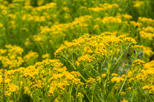 Schilderij op canvas ragwort