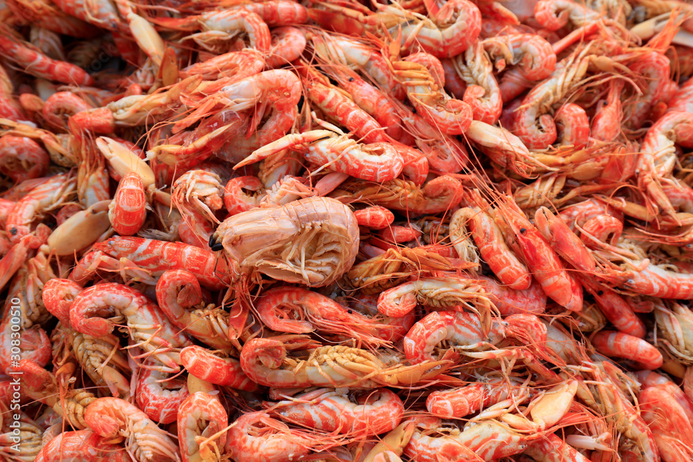 Dog shrimp, special aquatic products in Bohai sea area of China