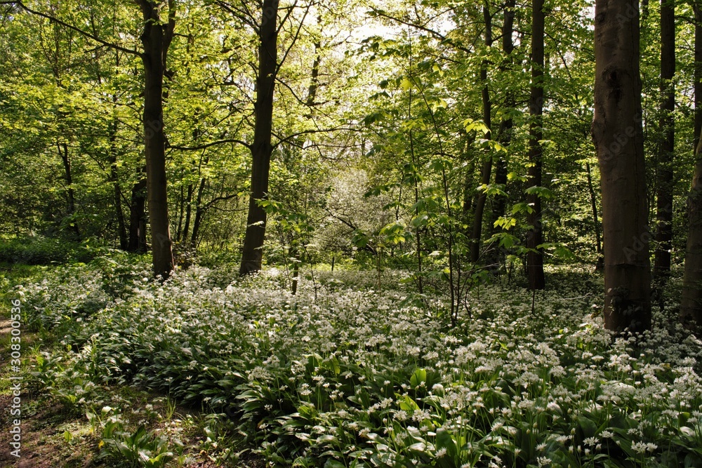 Obraz premium wild garlic in woods in spring