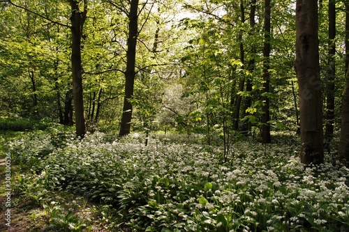 Fototapeta Naklejka Na Ścianę i Meble -  wild garlic in woods in spring