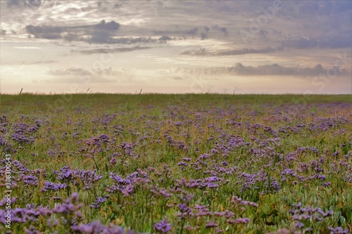 sea lavender on salt marsh