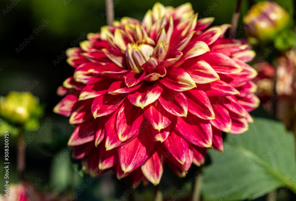 Close-up of blooming red Dahlia flower in  garden
