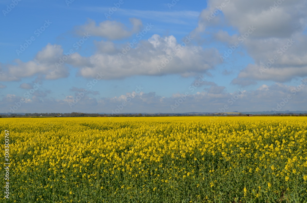 yellow field of oilseed rape