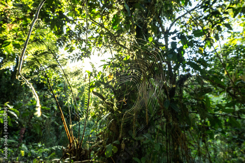 natural wildlife tropical forest ecuador jungle