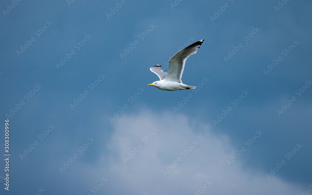 A lone gull A lone gull