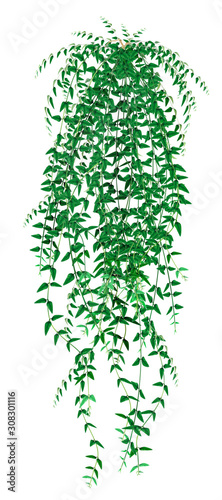 Tropical ivy, liana isolated on white background. Vector illustration in realistic style.