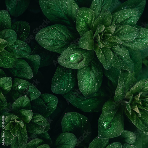 Bright green leaves with dew drops top view minimalistic background. Floral backdrop concept. Flower petals close up. Floristry hobby. Web banner, greeting card idea.