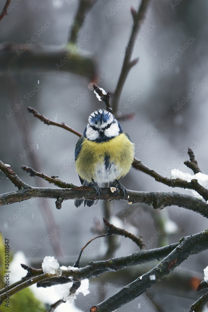 European wild bird in the garden at winter time European wild bird in the garden at winter time