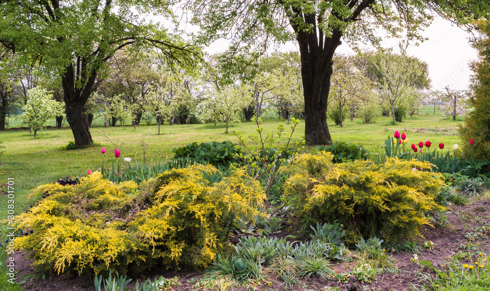 Obraz premium spring garden, flowerbed with plants and yellow cones, flowering tulips, large pear trees at the back and an apple orchard blooming behind