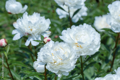 White flower peony flowering