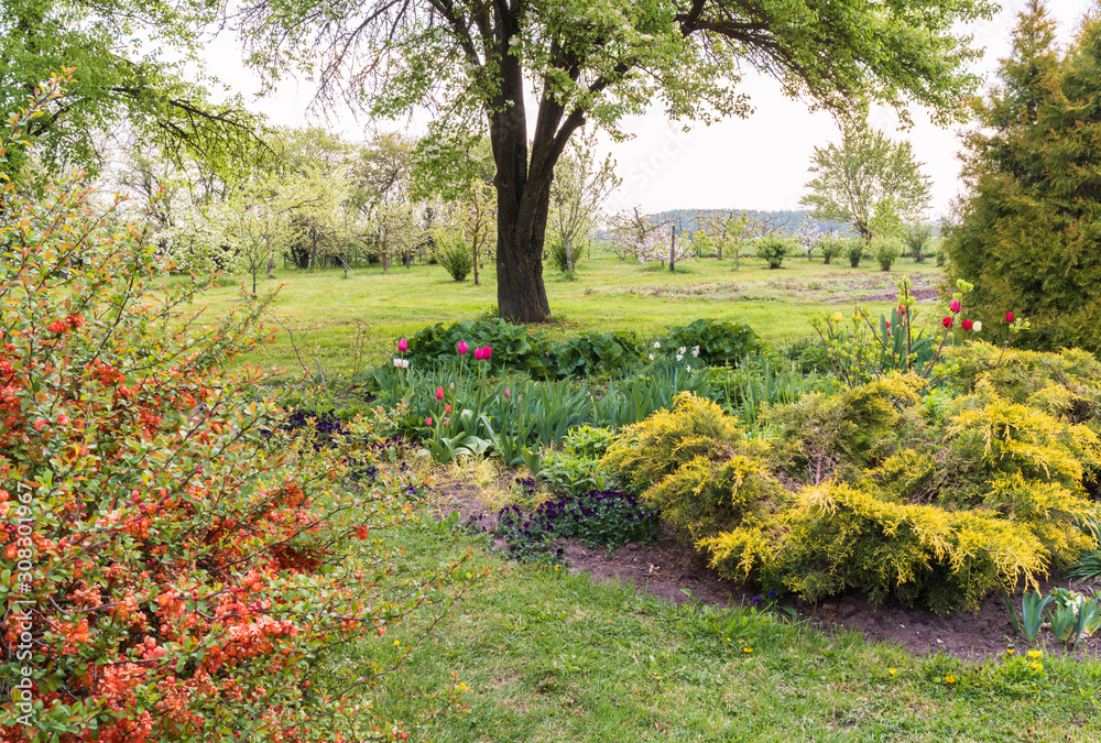 garden in spring, flowerbed with plants and conifers, quince red flowers bloom on the left