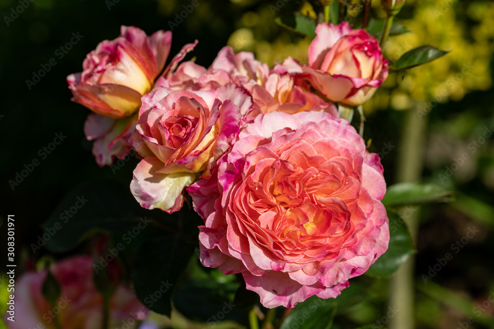 Colorful roses flowers on the branch in the garden Colorful roses flowers on the branch in the garden