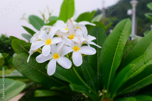 white flowers in garden