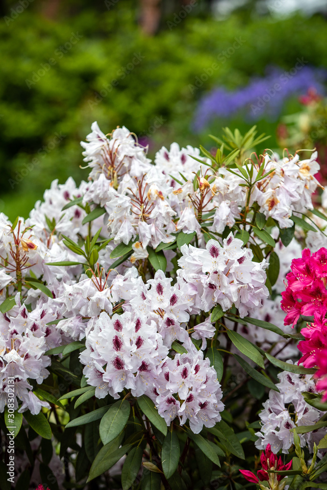 Blooming white flowers of Rhodenron. A great decoration for any garden Blooming white flowers of Rhodenron. A great decoration for any garden