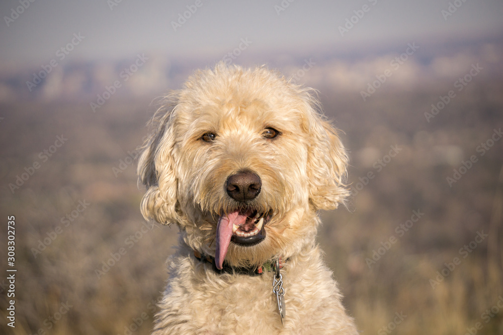 Labradoodle South Table Mountain Portraits #1