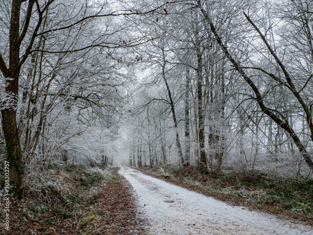 Frosted forest